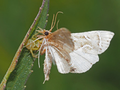 Panotima angularis