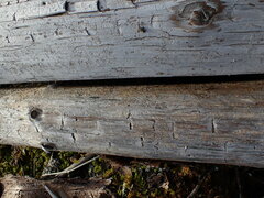 Pityogenes chalcographus