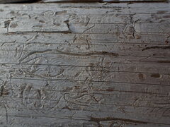 Pityogenes chalcographus