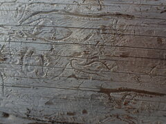 Pityogenes chalcographus