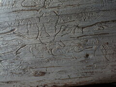 Pityogenes chalcographus