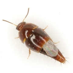Coproporus