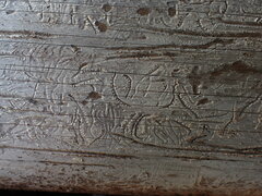 Pityogenes chalcographus