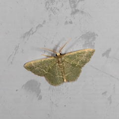 Chlorochlamys phyllinaria