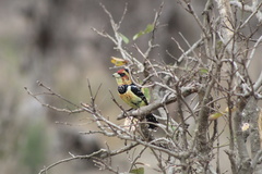 Trachyphonus vaillantii