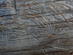 Pityogenes chalcographus