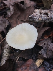 Cuphophyllus virgineus