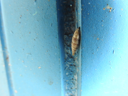 Cliveden Snail