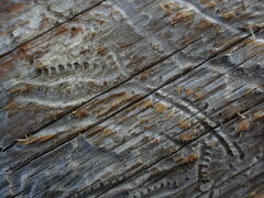 Pityogenes chalcographus