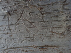 Pityogenes chalcographus