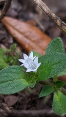 Richardia brasiliensis