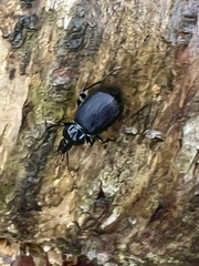 Sphaeroderus