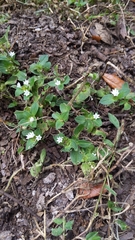 Richardia brasiliensis