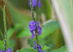 Stachytarpheta urticifolia