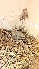 Streptopelia senegalensis