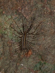 Scutigeromorpha