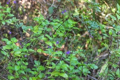 Stachytarpheta urticifolia