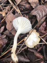 Cuphophyllus virgineus