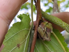Phytoptus avellanae