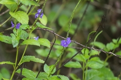 Stachytarpheta urticifolia