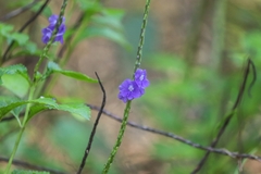 Stachytarpheta urticifolia