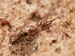 Hubbardia pentapeltis