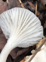 Cuphophyllus virgineus