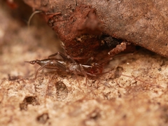 Hubbardia pentapeltis