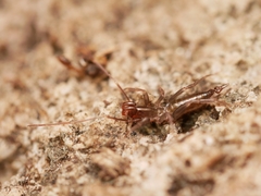 Hubbardia pentapeltis