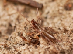 Hubbardia pentapeltis