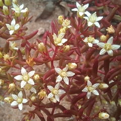Crassula expansa