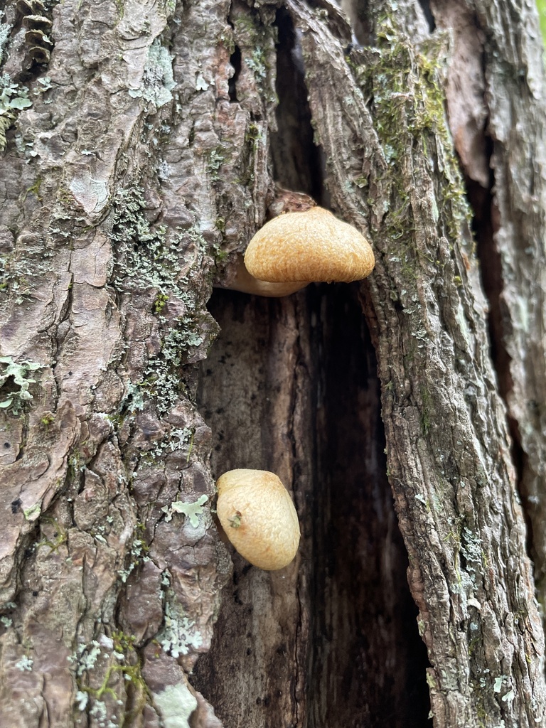 Tricholomopsis bella
