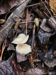 Cuphophyllus virgineus