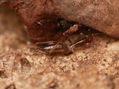 Hubbardia pentapeltis