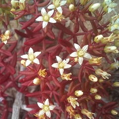 Crassula expansa