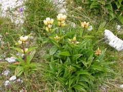 Gentiana punctata