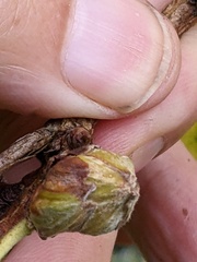 Phytoptus avellanae