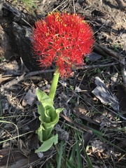 Scadoxus multiflorus