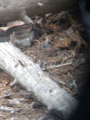 Junco hyemalis mearnsi
