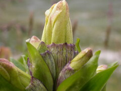 Gentiana punctata