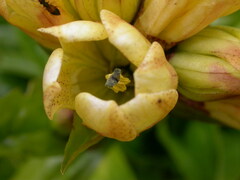 Gentiana punctata