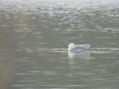 Ichthyaetus audouinii