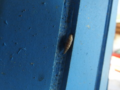 Papillifera papillaris