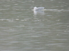 Ichthyaetus audouinii