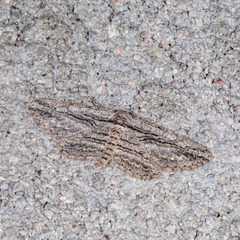 Iridopsis obliquaria