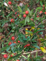 Ilex myrtifolia