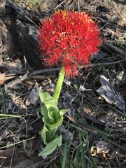 Scadoxus multiflorus
