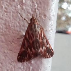 Blepharucha zaide
