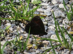 Erebia pronoe