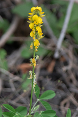 Crotalaria pallida